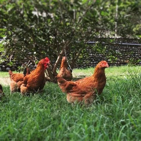 Bounty Plus in Taguig City, Poultry And Rabbit Breeding.